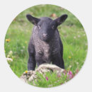 Search for baa baa sheep stickers Lamb