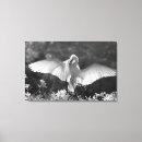 Search for egrets canvas prints Great egret