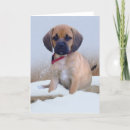 Search for puggle Breed