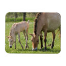 Search for maree magnets Danita delimont
