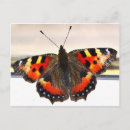 Search for butterfly postcards Wings