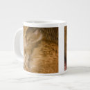 Search for tabby mugs Feline