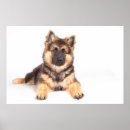 Search for mutt posters Animal