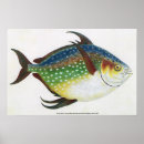 Search for aquatic posters Tropical fish