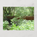 Search for muir woods postcards Trees