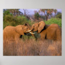 Search for tusks posters Safari