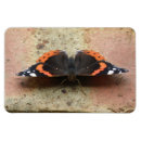 Search for admiration magnets Animals