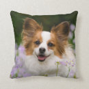 Search for papillon cushions Cute