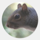 Search for herbivore stickers Mammal