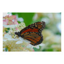 Search for monarch butterfly posters Gardening