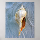 Search for conch posters Beach