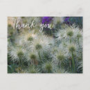 Search for seedhead Flower