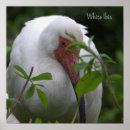 Search for ibis posters Birds
