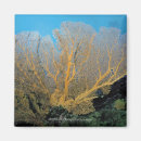 Search for graceful magnets Yellow