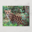 Search for native america postcards Animal