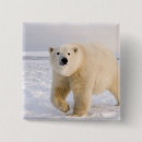 Search for steve badges Wildlife