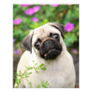 Search for pug picture posters Cute