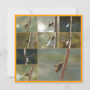 Search for bug collage posters Insects