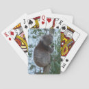Search for koala playing cards Poker