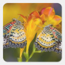 Search for tropical butterfly stickers Beauty in nature
