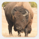 Search for american bison stickers Wildlife