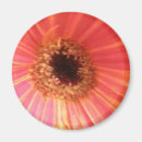 Search for gerbera daisy magnets Red