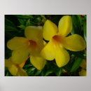 Search for trumpet posters Flowers