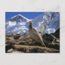 Search for partridge postcards Snow