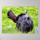 Search for cute turkey posters Brown