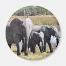 Search for herding magnets Animal