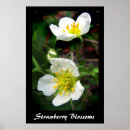 Search for wild strawberry posters Strawberries