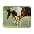 Search for filly magnets Ranch