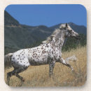 Search for appaloosa barware Headshot