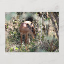 Search for impala postcards Safari