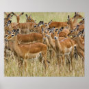 Search for impala posters Kenya