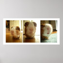 Search for cavy posters Pig