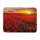 Search for tulips rectangular magnets Springtime