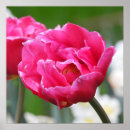 Search for bright flowers posters Beauty