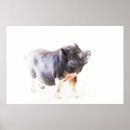 Search for farm pig posters Cute