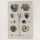 Search for fossil puzzles Vintage
