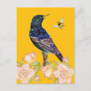 Search for starlings postcards European starling