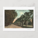 Search for pepper tree postcards Trees