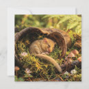 Search for dormouse Sleeping