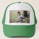 Search for geese hats Birds