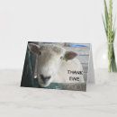 Search for ram photography Lamb