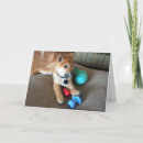 Search for shiba inu birthday cards Cute
