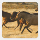 Search for wild horses stickers Animal