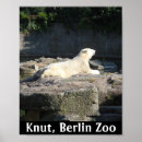 Search for berlin bear Polar