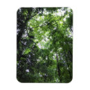 Search for forest walk magnets Trees