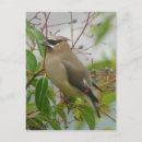Search for passerine postcards Bird